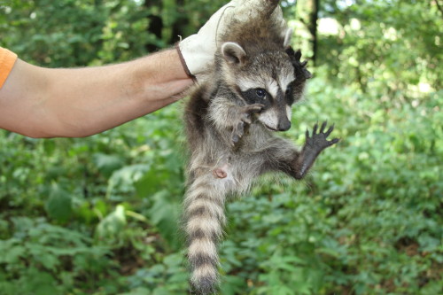 raccoon removal by suburban wildlife control